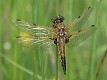 Libellula quadrimaculata female-190427